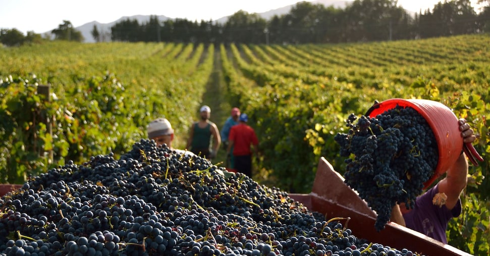 La vendemmia non è più quella di una volta (e l’uva non si pigia più con i piedi)