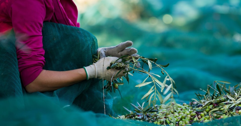 Raccolta delle olive al via: in Italia si produrrà il 30% di olio in più