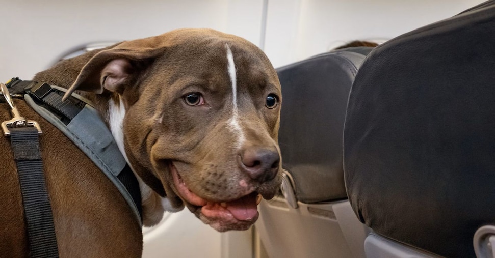 Da oggi i cani di taglia grande possono viaggiare in cabina: dal posto alle uscite di emergenza, ecco le regole Da oggi i cani di taglia grande possono viaggiare in cabina: dal posto alle uscite di emergenza, ecco le regole