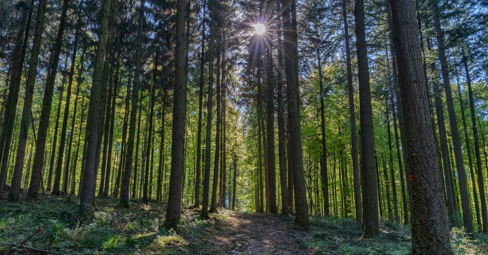 Deforestazione, con l’Eudr costi fino a 2,6 miliardi per i settori coinvolti