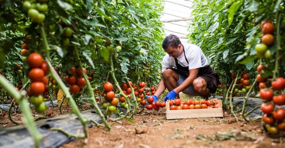 Al via il marchio “Biologico italiano”, tutelerà i prodotti made in Italy Al via il marchio “Biologico italiano”, tutelerà i prodotti made in Italy