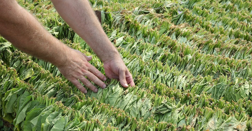 Tabacco, Masiello alla guida dei produttori europei Tabacco, Masiello alla guida dei produttori europei