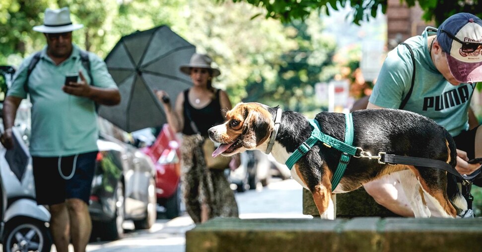 A Bolzano una tassa di soggiorno per turisti a quattro zampe A Bolzano una tassa di soggiorno per turisti a quattro zampe