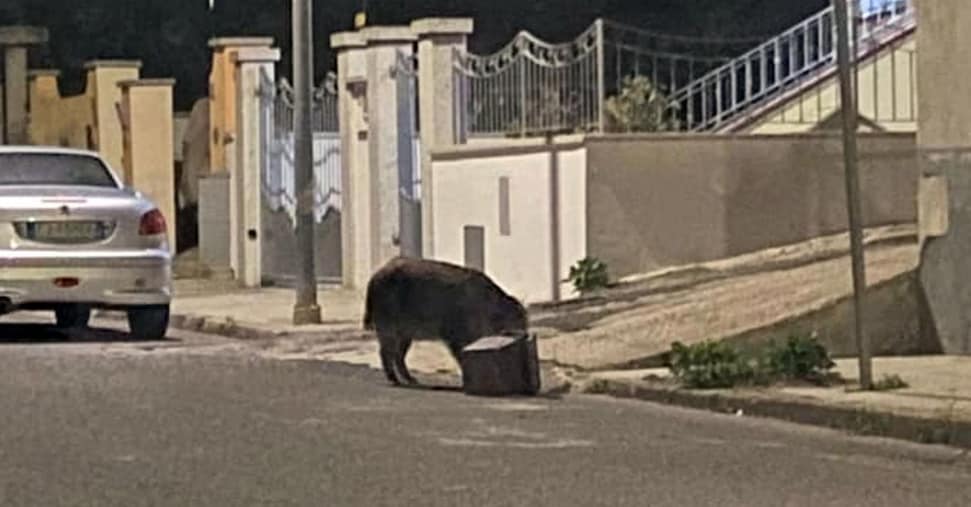 Sempre più cinghiali e altre specie in città: come affrontare l’emergenza