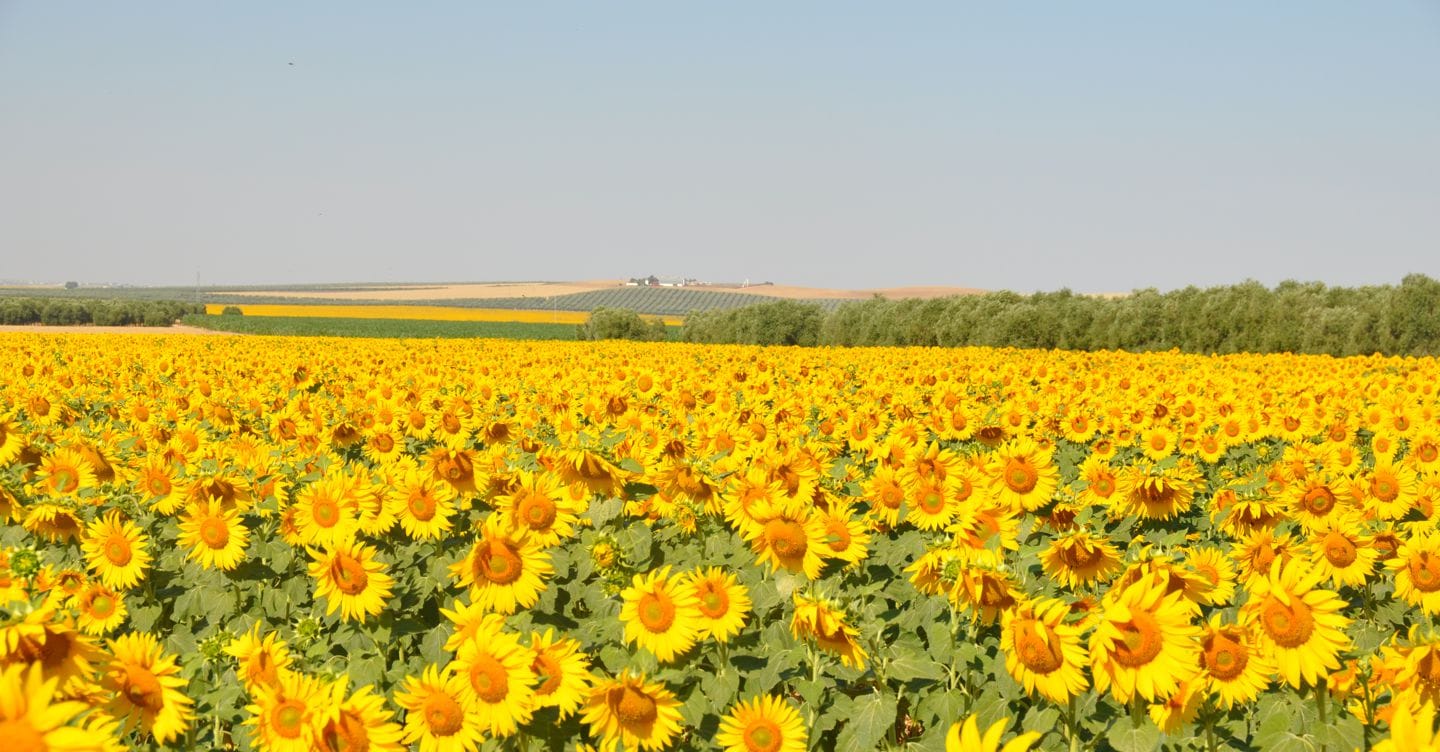 https://i2.res.24o.it/images2010/S24/Documenti/2025/10/01/Immagini/Ritagli/Sunflower_DSC_0847-U76567444862pOC-1440x752@IlSole24Ore-Web.JPG