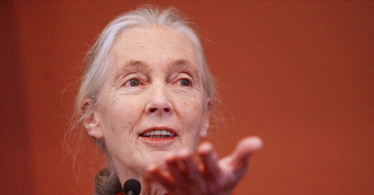 Morta Jane Goodall, «la donna che parlava agli scimpanzè»