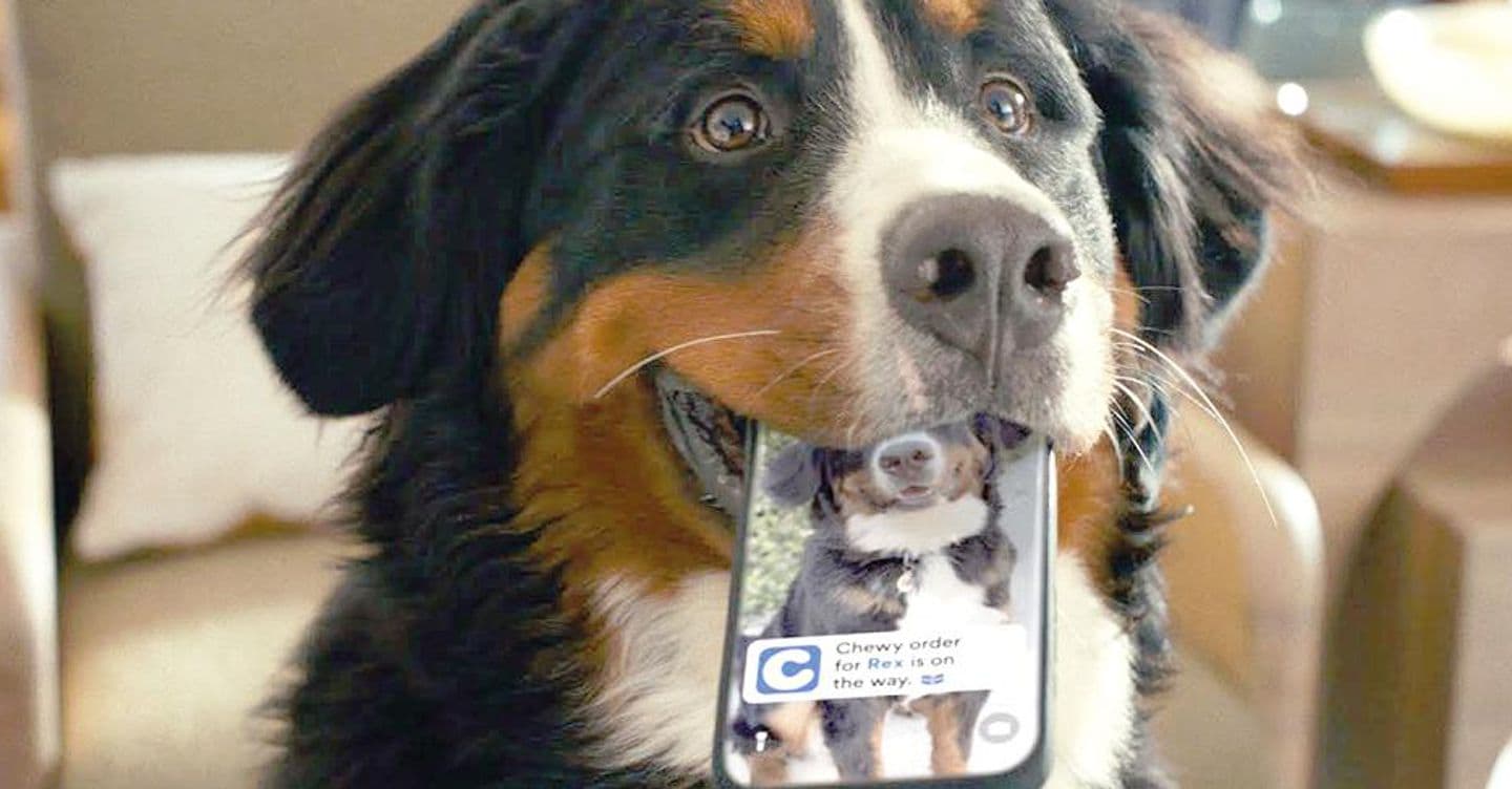 https://i2.res.24o.it/images2010/S24/Documenti/2025/10/02/Immagini/Ritagli/img-cane-U44704441441PMM-1440x752@IlSole24Ore-Web.jpg
