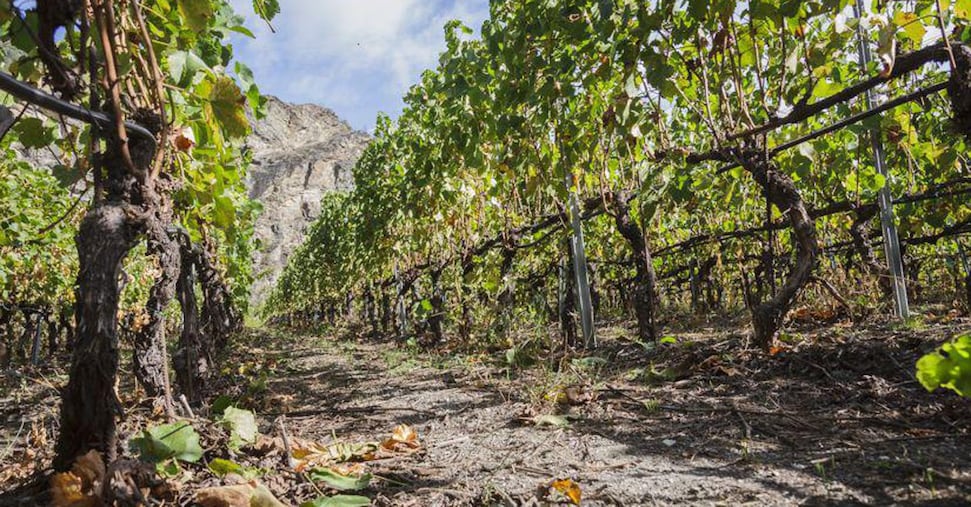 vendemmia 2025 in Valle d’Aosta: qualità e sfide globali