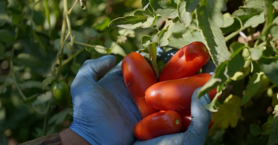 San Marzano Dop, campagna da record: mai così alti i ricavi per gli agricoltori San Marzano Dop, campagna da record: mai così alti i ricavi per gli agricoltori