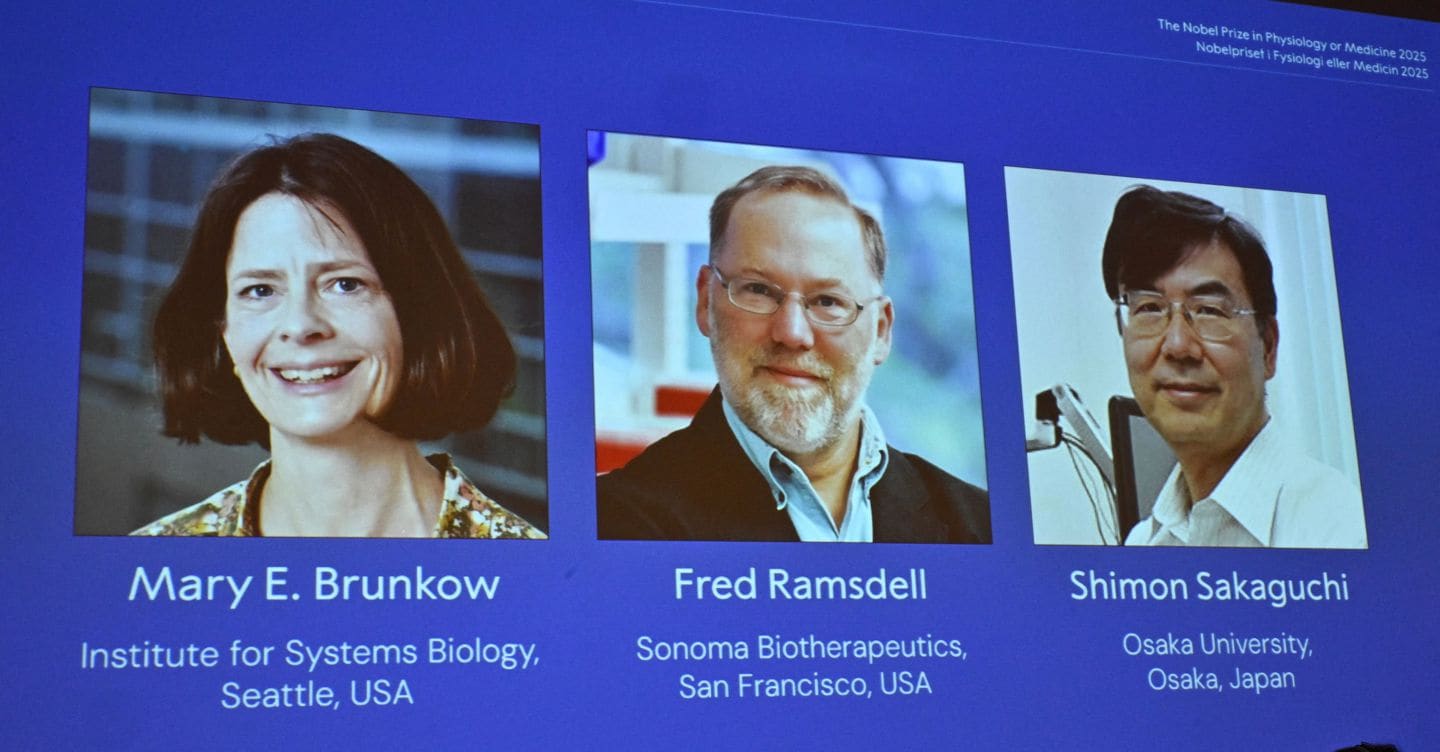 Nobel per la medicina a Brunkow, Ramsdell e Sakaguchi per gli studi sul sistema immunitario