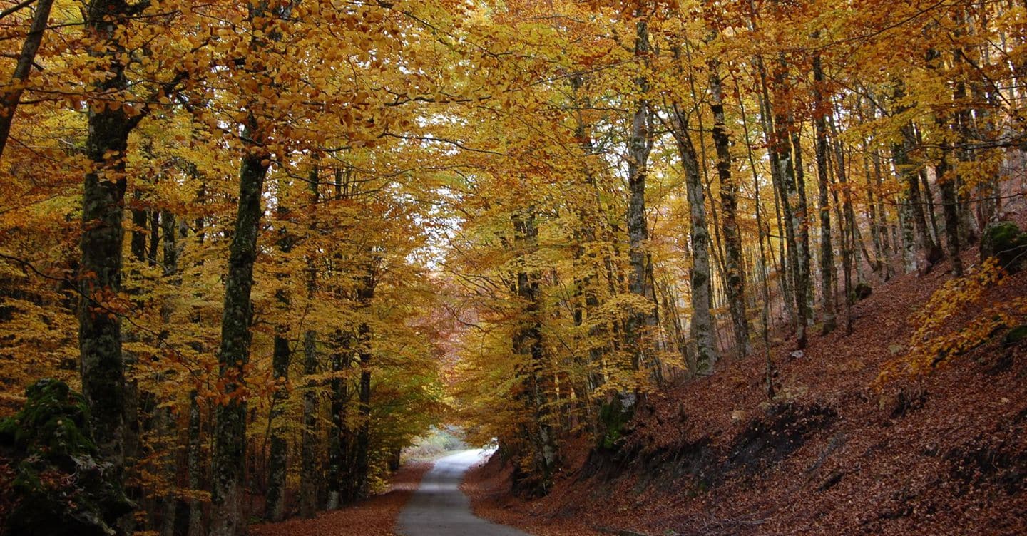 https://i2.res.24o.it/images2010/S24/Documenti/2025/10/09/Immagini/Ritagli/fagegta%20vetusta%20pollinello-U55811170134RMF-1440x752@IlSole24Ore-Web.jpg