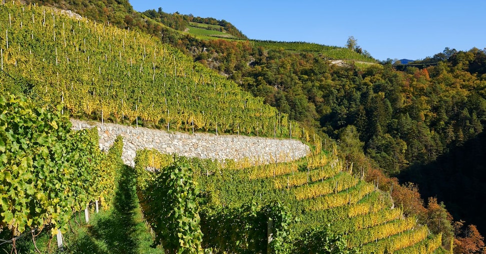Cantina Valle Isarco, il Kerner è cresciuto del 150% in dieci anni