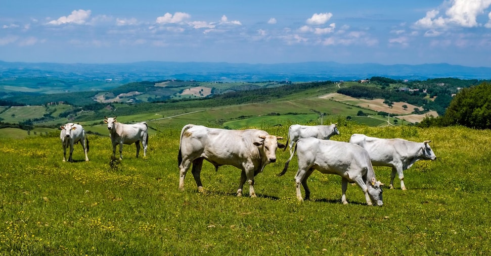 Così Ferragamo aiuta la tutela delle razze bovine autoctone della Toscana