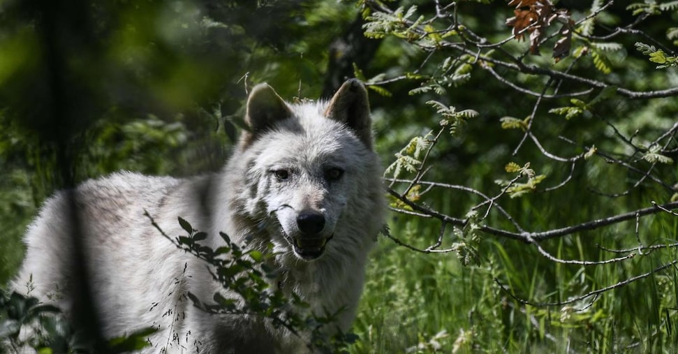 Respinto il ricorso degli animalisti, legittimo l’abbattimento di due lupi