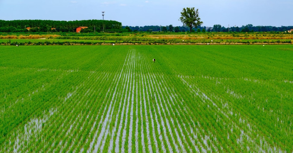 Nuovo bando da 40 milioni per incentivare la diversificazione delle imprese agricole