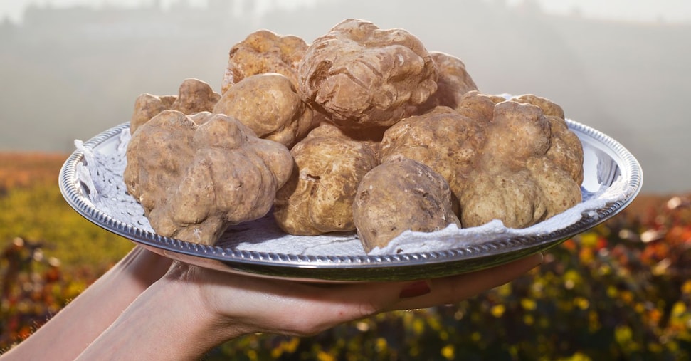 Vino e abbinamenti d’autunno, ecco come rispettare la delicatezza dei funghi e la regalità del tartufo