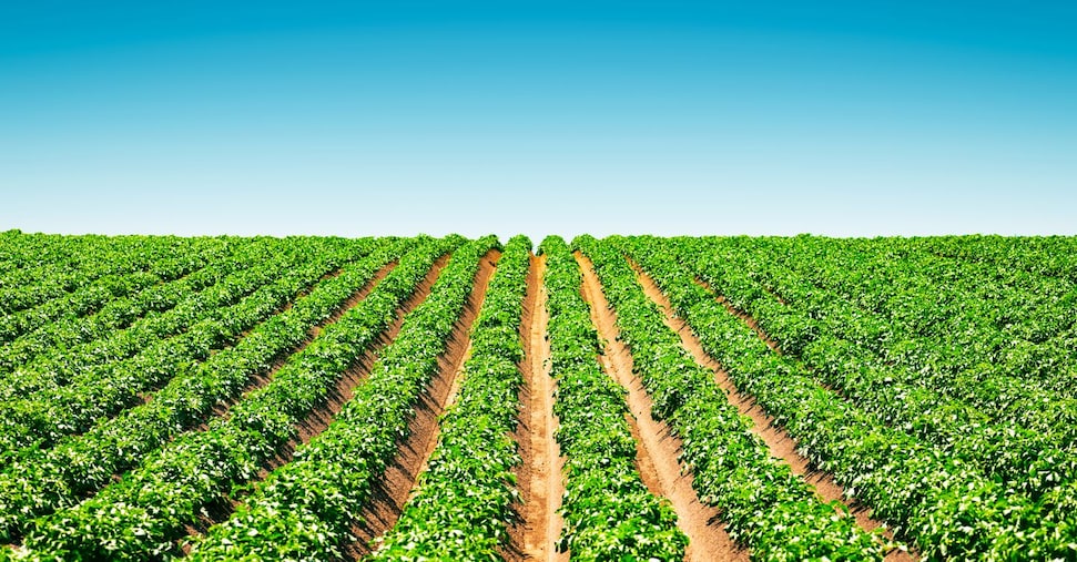 Torna la Banca delle Terre Agricole: in vendita oltre 14mila ettari ad under 41. Ecco cosa sapere
