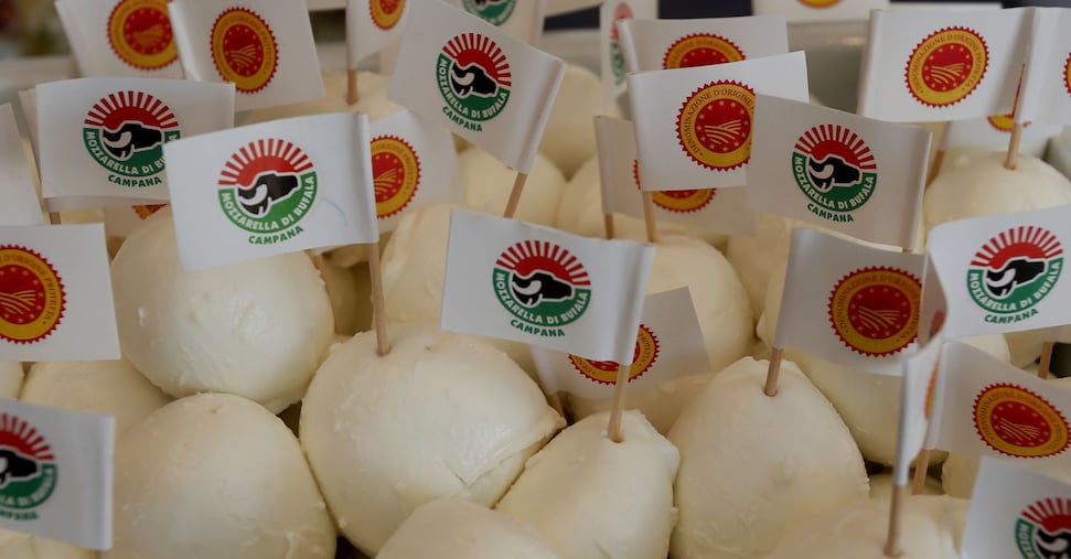 Nomisma: per la Mozzarella di bufala campana Dop audience digitale a 37 milioni di utenti in cinque paesi Ue