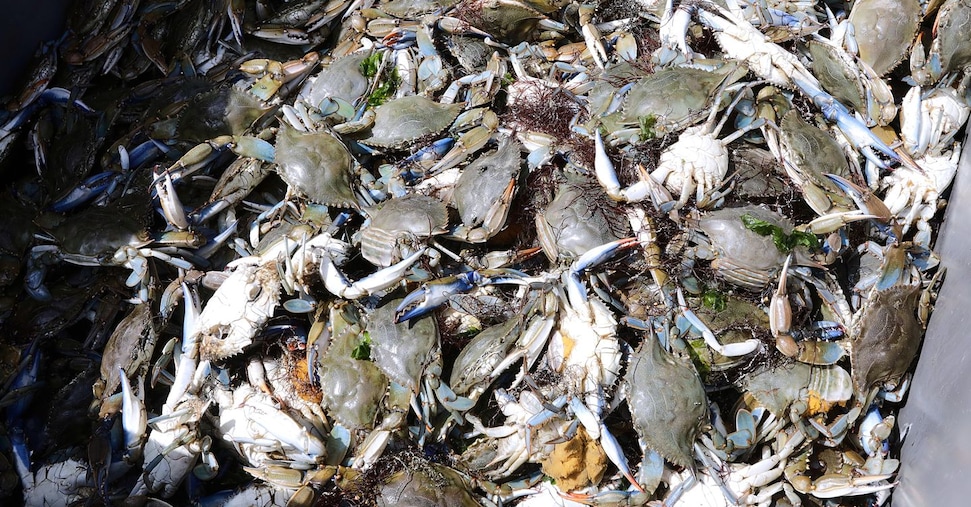 Il granchio blu da problema a risorsa industriale