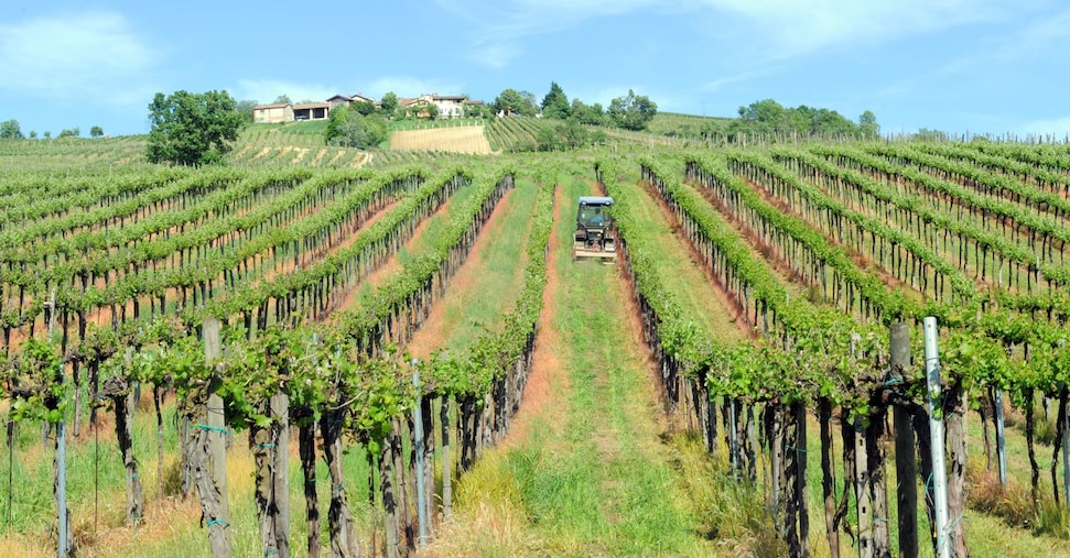 Vigneti Doc e paesaggi da cartolina traino per una nuova nicchia di mercato Vigneti Doc e paesaggi da cartolina traino per una nuova nicchia di mercato