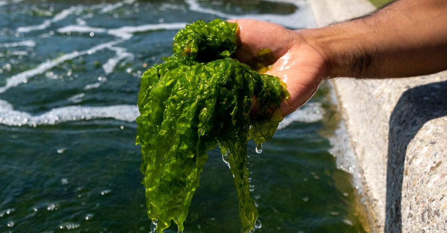 https://i2.res.24o.it/images2010/S24/Documenti/2025/10/24/Immagini/Ritagli/alghe-U36285532006skd-1440x752@IlSole24Ore-Web.JPG