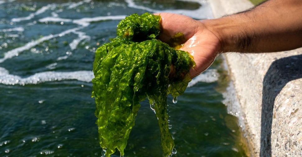 Alghe nutrienti e capaci di ridurre le emissioni