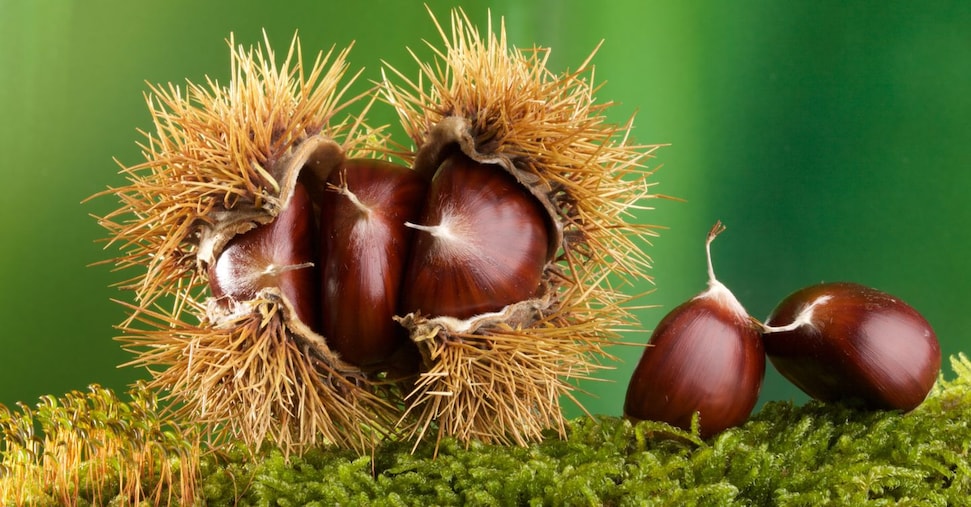 È l’anno delle castagne: produzione record e prezzi in calo dopo la crisi È l’anno delle castagne: produzione record e prezzi in calo dopo la crisi