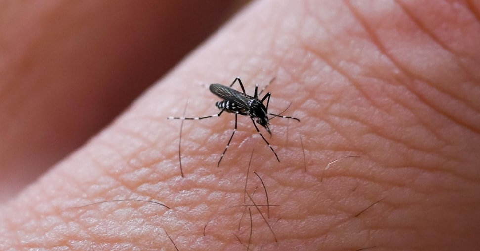 Chikungunya, arriva il primo vaccino per fermarla