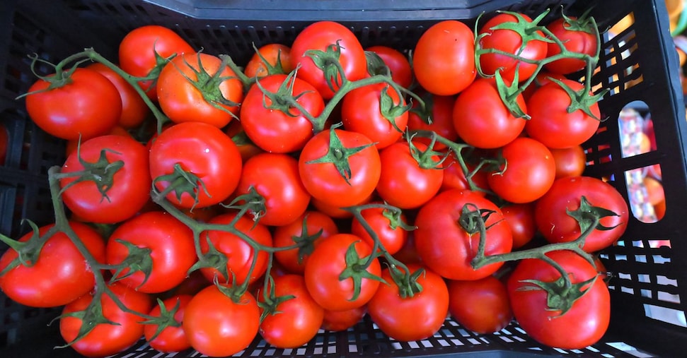 I casi di salmonella in Europa e i pomodori siciliani. Cosa sappiamo I casi di salmonella in Europa e i pomodori siciliani. Cosa sappiamo