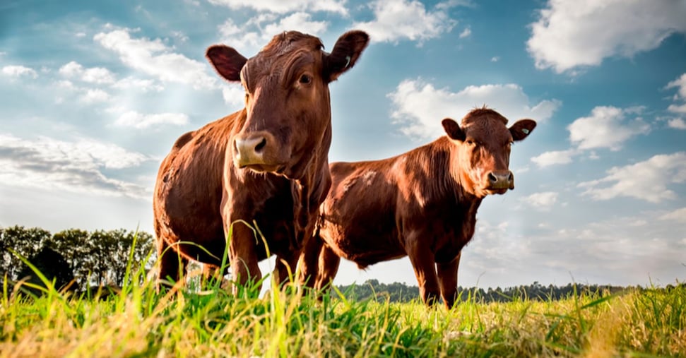 La Francia blocca l’export di bovini La Francia blocca l’export di bovini
