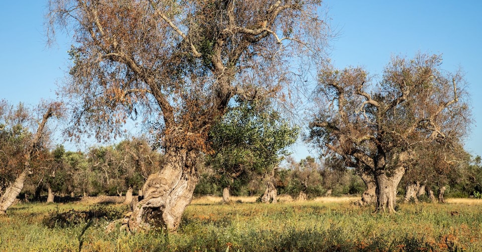 Così microbi selezionati su misura per le piante possono salvare gli ulivi dalla siccità