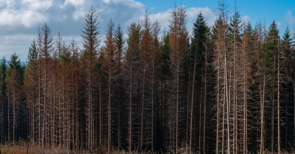 Nel 2024 messi a dimora tre milioni di nuovi alberi