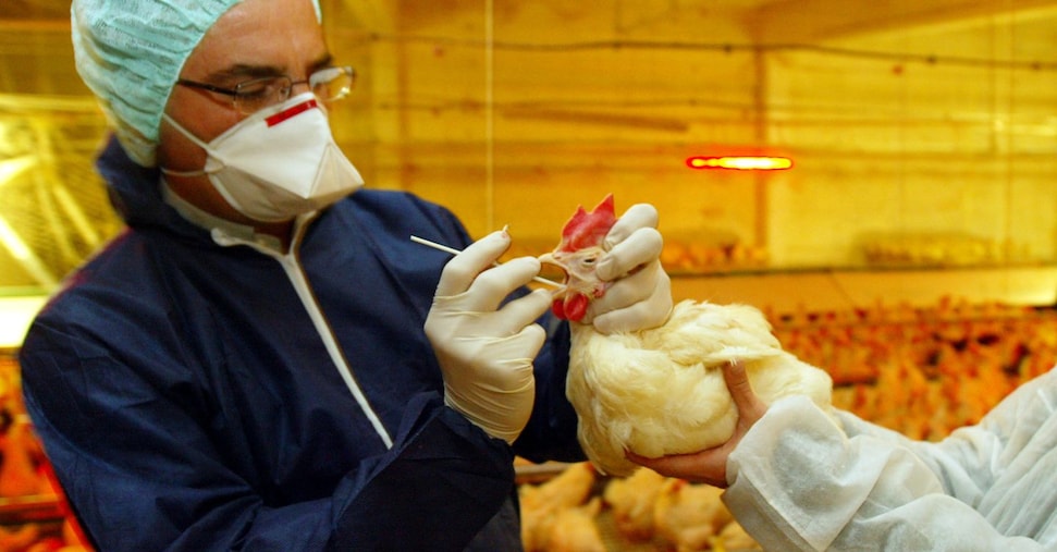 Influenza aviaria: cosa sappiamo e dove sono i focolai in Italia