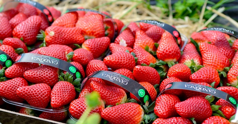 La Fragola della Basilicata diventa Igp