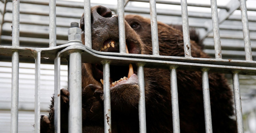 Giappone, emergenza orsi in città: polizia autorizzata a sparare