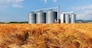 Silos in a barley field. Storage of agricultural production.