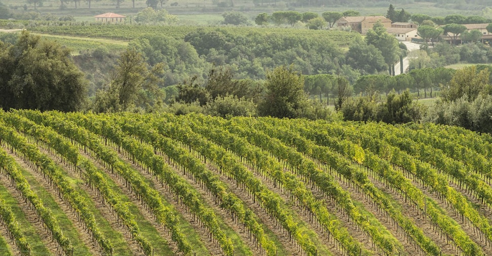 Benvenuto Brunello: a Montalcino l’enoturismo genera 150 milioni di indotto