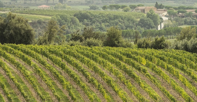 Vigneti intorno a Montalcino