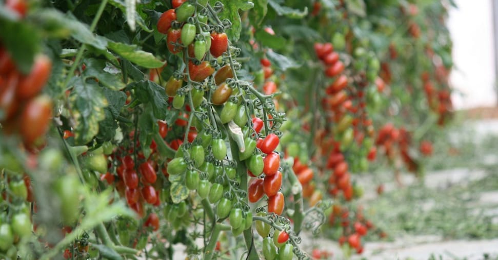 Calasco, nuovo Innovation Center per la ricerca sul pomodoro