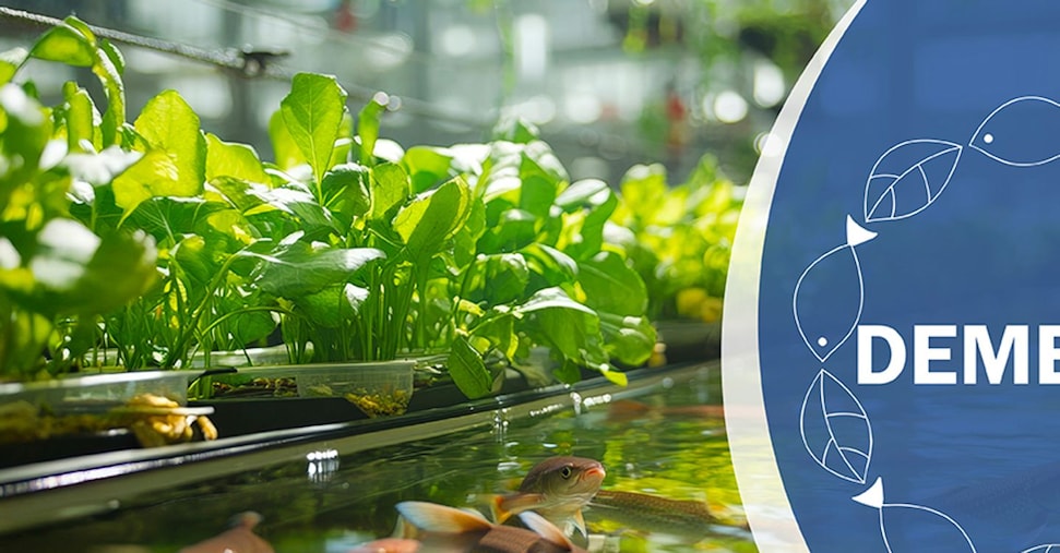 Così l’acquaponica può svilupparsi in edifici dismessi e mense scolastiche