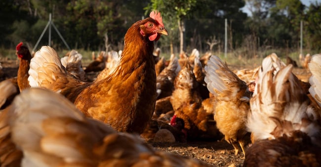Galline ruspanti in un'azienda agricola di Marratxi, sull'isola spagnola di Maiorca. Nei giorni scorsi negli Usa si è registrato il primo contagio umano da virus H5n5. (Foto di Jaime REINA / AFP)