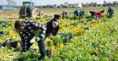African american man with team of farm workers arranging crop of ripe celery in boxes on field. Harvest time