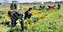 African american man with team of farm workers arranging crop of ripe celery in boxes on field. Harvest time