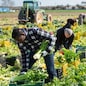 African american man with team of farm workers arranging crop of ripe celery in boxes on field. Harvest time