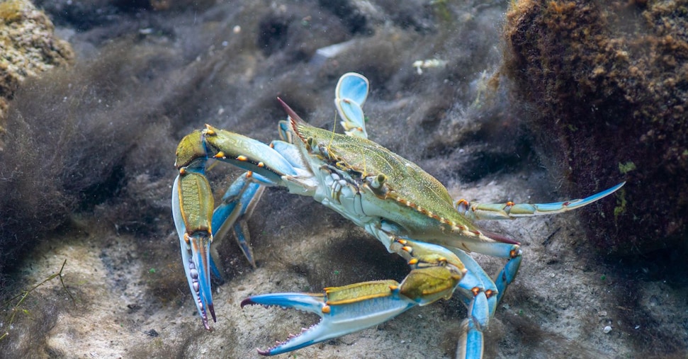 Specie aliene in Italia: danni per la biodiversità e costi superiori ai 500 milioni di euro l’anno