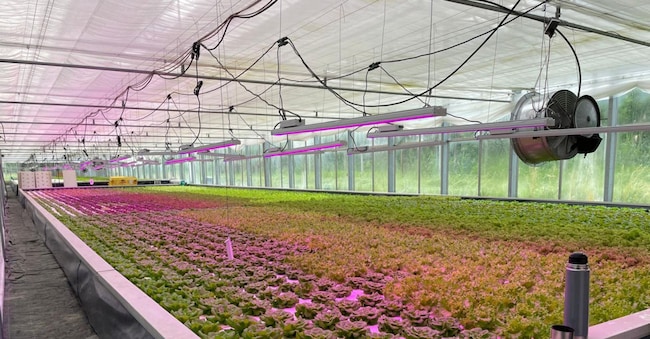 Una serra Profarms