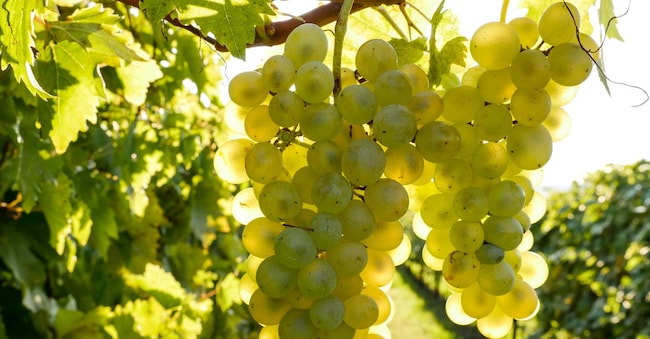 Uva Durella, vitigno autoctono veneto su cui si basa la forza della proposta degli spumanti Doc Monti Lessini e Lessini Durello