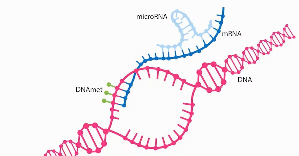 Un cocktail di microRna, nuova arma contro il tumore al cervello