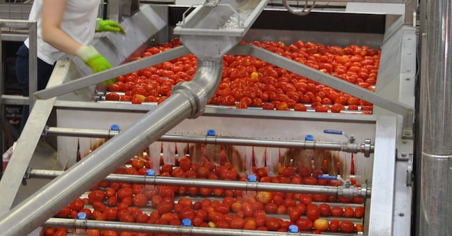 L’Italia è seconda solo alla cina per la lavorazione del pomodoro da industria