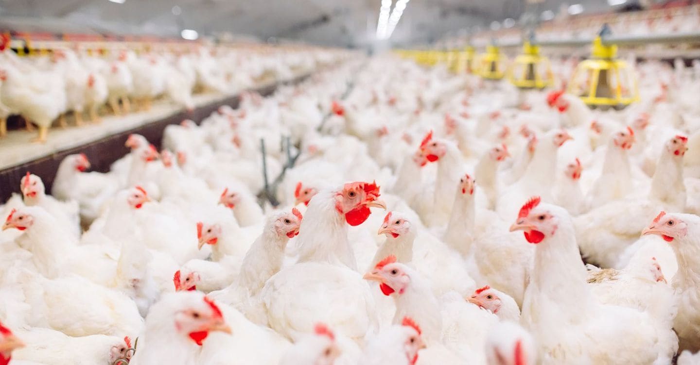 https://i2.res.24o.it/images2010/S24/Documenti/2025/11/25/Immagini/Ritagli/allevamenti-pollo-U21116238235QEq-1440x752@IlSole24Ore-Web.jpeg